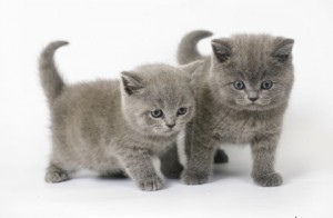Котенок британец. Котенок голубой британец. Голубые британские котята. Котята голубого окраса              